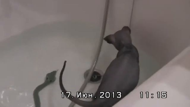 Канадский сфинкс купается. смотреть онлайн