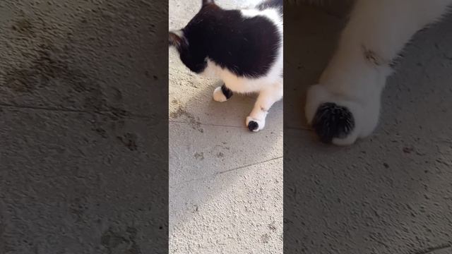 Кто больше рыбы съест? Барсик или Мурка? #кот смотреть онлайн