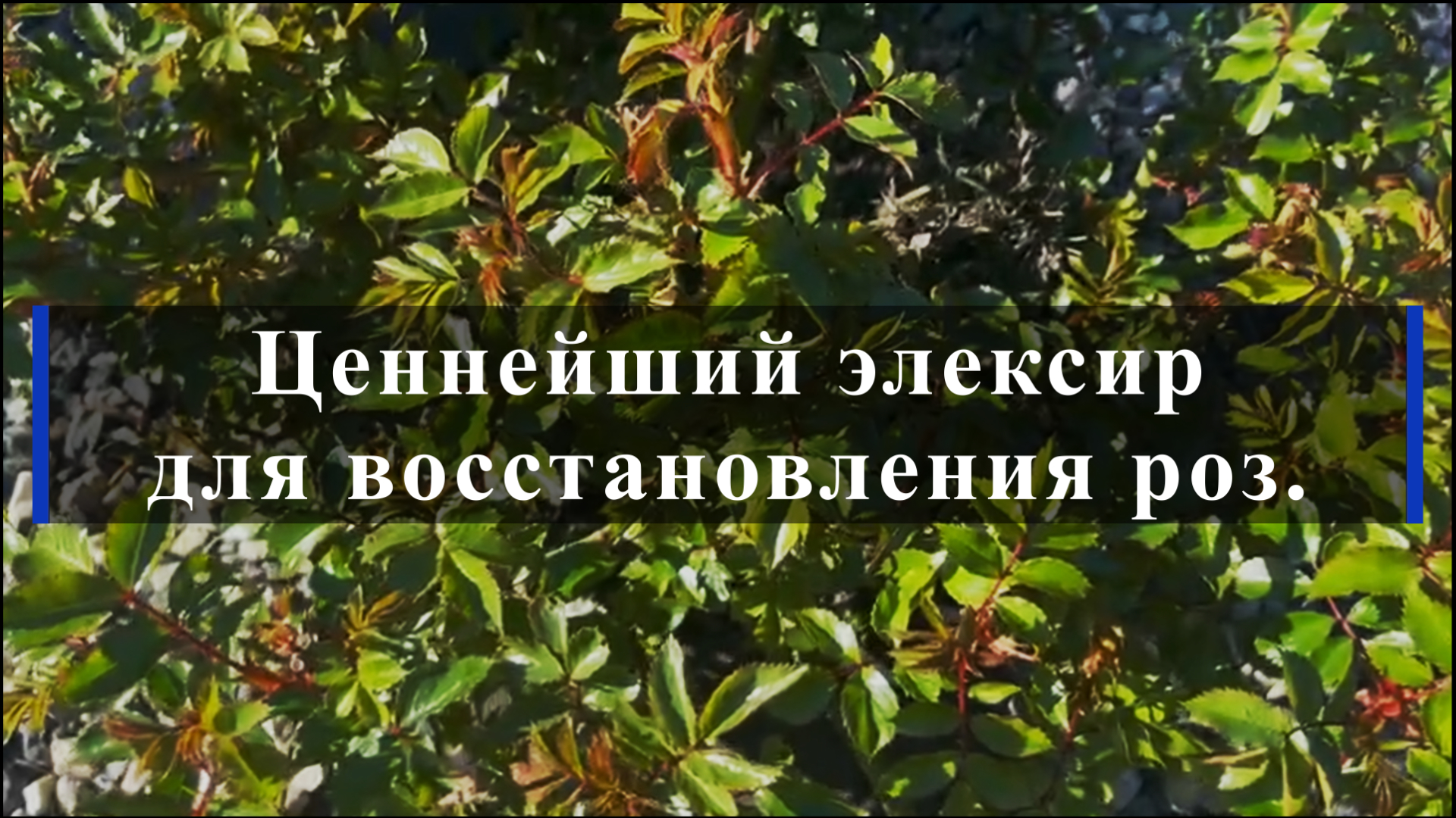 Ценнейший эликсир для восстановления роз. смотреть онлайн