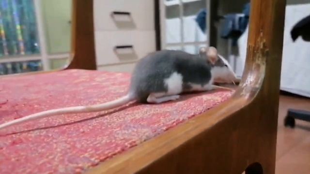 Соня (для ратмании) смотреть онлайн