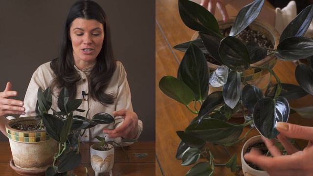 Scindapsus Treubii 'Dark Form' Houseplant Care  — 128 Of 365