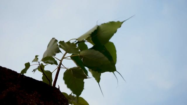 Sony Alpha 7II | Alpha A7 Mark II Video Test| The Unseen World Around Us during #lockdown смотреть онлайн