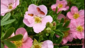 Лапчатка кустарниковая Принцесс ? обзор: как сажать, саженцы лапчатки Принцесс