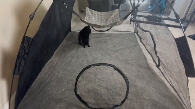 Outdoor Portable Cat Tent - Camping and Hiking with Your Cat Made Easy | Product Review смотреть онлайн