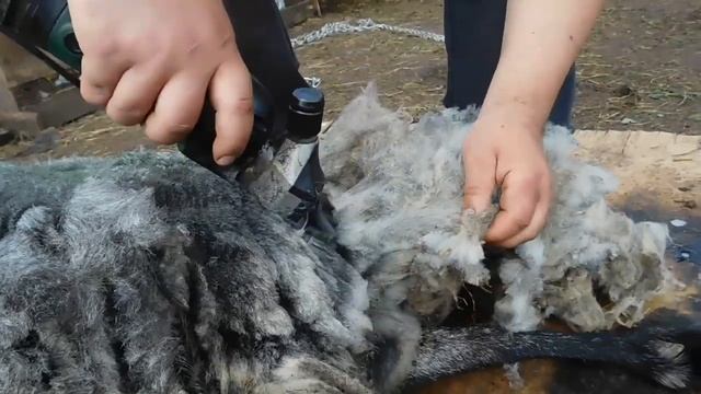 СТРИЖКА ОВЕЦ (Как быстро наточить ножи) смотреть онлайн