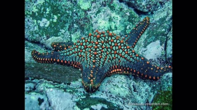 Магия волн.( coralreef ) смотреть онлайн