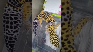 эублефар пописял и покушал