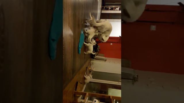 ЩЕНКИ БШО 5НЕДЕЛЬ