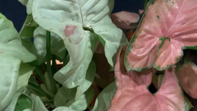 Syngonium Trio смотреть онлайн