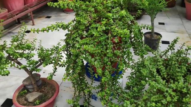 Jade plant (lucky plant) care, बस ये 4 बातों का ख्याल रखने से आप का जेड प्लांट कभी नहीं मरेगा смотреть онлайн