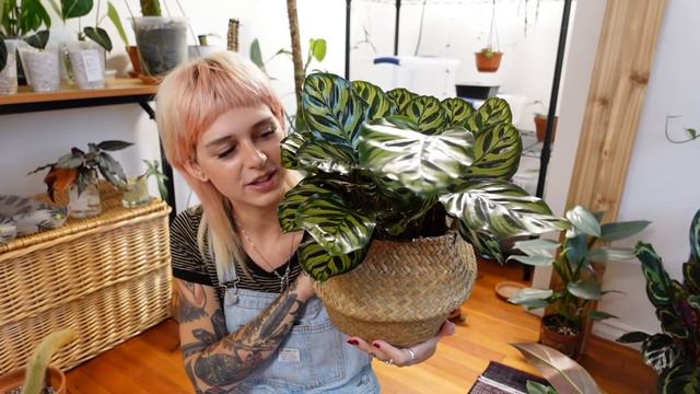 Houseplant Haul | Importing for the first time (Root Greenhaus), trades, etc. | July 2021 смотреть онлайн