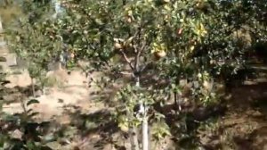 Груша сорт Забава и Мраморная