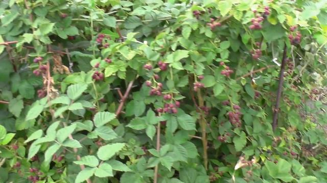 ЕЖЕВИКА на СВОЕМ УЧАСТКЕ / ОПЫТ САДОВОДА - ЛЮБИТЕЛЯ смотреть онлайн