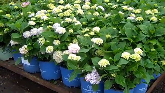 5-8-13 Willoway Docks- New Exciting Plants And Color!