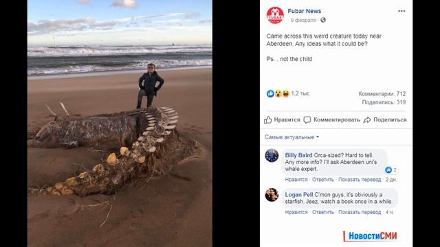 Огромный скелет загадочного существа похожего на Несси выбросило на побережье Шотландии смотреть онлайн