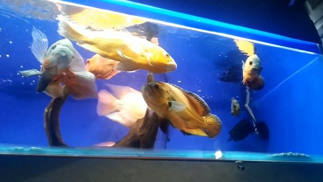 Вылазка на птичий рынок. смотреть онлайн