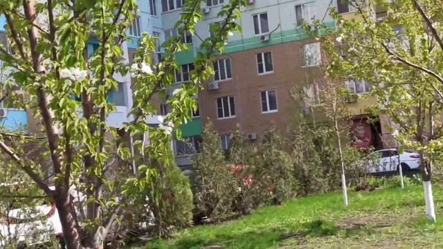 Цветет персик в ростовском дворе/Левенцовка, тюльпаны/Peach blossoms in the Rostov yard/ Leventsovk смотреть онлайн