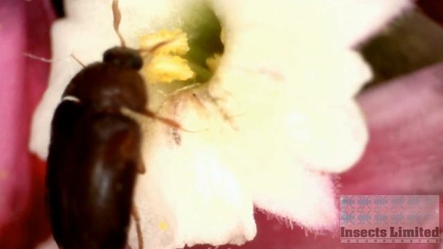 Black Carpet Beetle Life and Feeding Habits смотреть онлайн