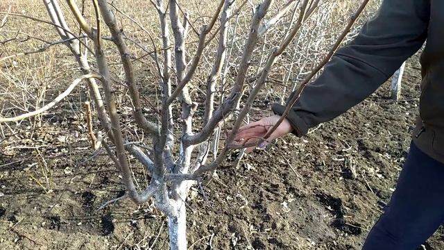 Школа по обрезке сада. Обрезка молодых деревьев 1-2 года. смотреть онлайн