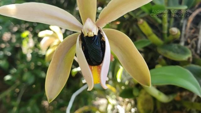 CATTLEYA FORBESII LINDLEY 1826 - POLLINATION BY CARPENTER BEE