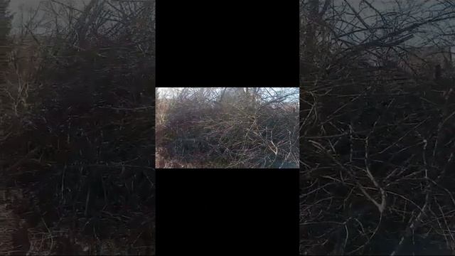 Дача с минус нуля. Октябрь 2023 г. Как расчистить заброшенный участок? смотреть онлайн