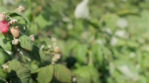 Сорт малины Геракл.  Ремонтантная малина Геракл, описание и особенности сорта.