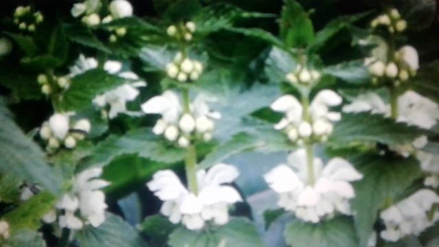 Яснотка белая: лечебные свойства и противопоказания.