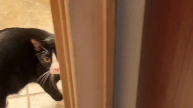 tried getting starry to play with a big wiffle ball but eventually realized he prefers bouncier one смотреть онлайн