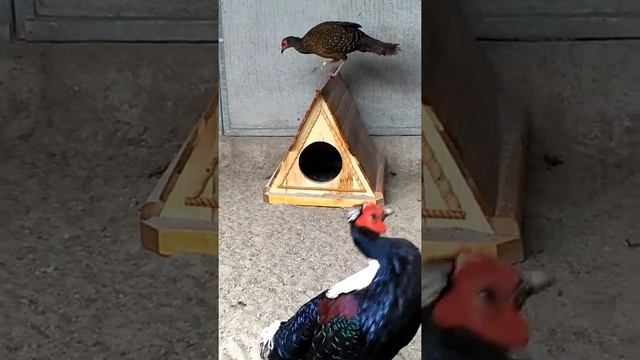 Фазани Свайно (Lophura swinhoii) в м.Кропивницький. смотреть онлайн