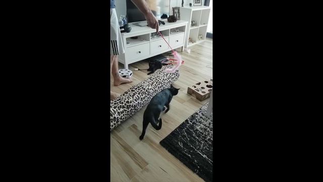 Getting Nathan & Winnie Comfortable with a Harness & Lead смотреть онлайн