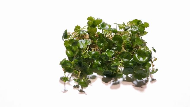 ГИДРОКОТИЛА СИБТОРПИОИДЕС  ( Hydrocotyle Sibthorpioides )