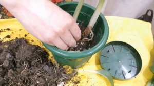 Как правильно посадить и пересадить  эухарис.