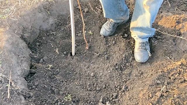 Як і коли вкривати виноград на зиму молодий саджанець