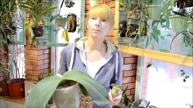 Phalaenopsis Gigantea