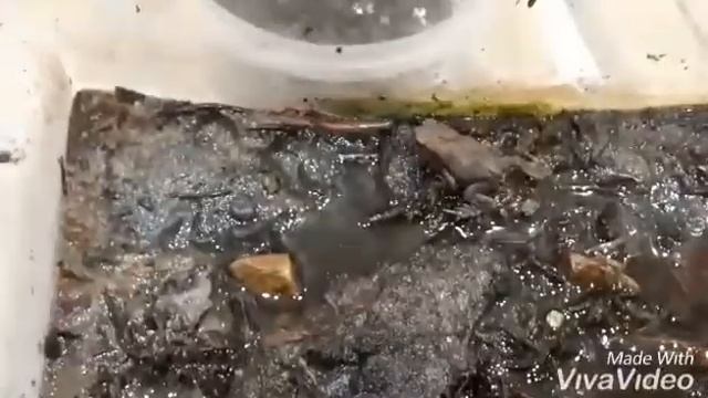 #жаба против сколопендры. погоня за сколопендрой.#toad vs scolopendra #מיעסער פּאַרשוין ווס смотреть онлайн