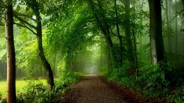 Про ліс дрімучий смотреть онлайн