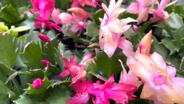 ❄️❤️💚 Blooming "Christmas Cactus" past February? 🤔❓❗ 🎄💐 смотреть онлайн