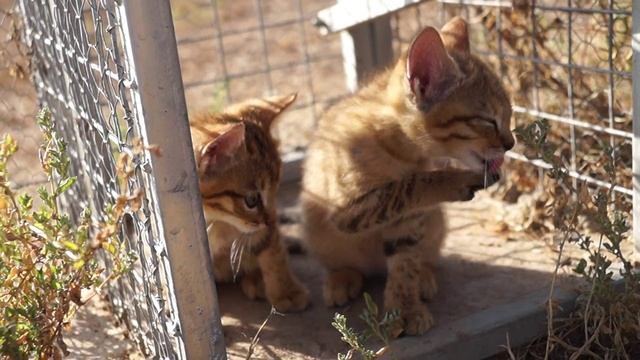 African wildcat kittens смотреть онлайн