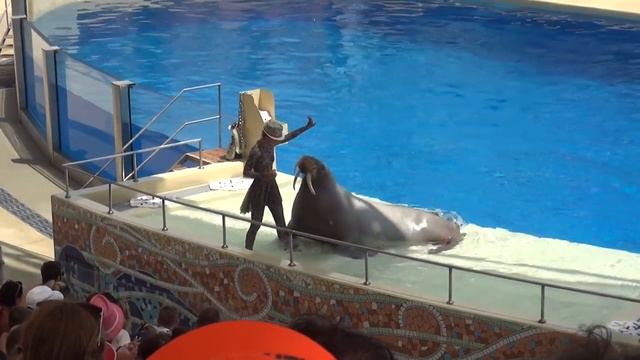 Land of Legends Турция: летающие дельфины, огромные белухи и дрессированные тюлени смотреть онлайн