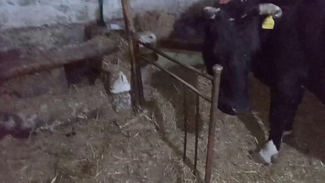 как увеличить надой молока, работа над ошибками. смотреть онлайн