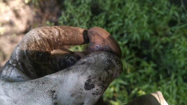 СТАРЫЙ ЛЕС без находок НЕ уйдёшь. #коп #новинка #копповойне #копновинка #коп2022 #хобби