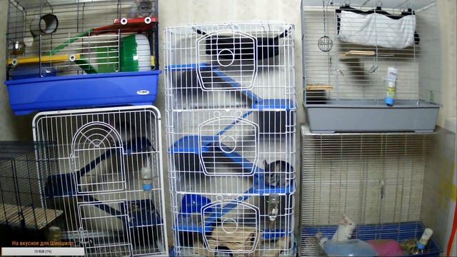 Наблюдаем за жизнью Шиншилл смотреть онлайн