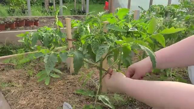 ТОМАТ ИНЖИР КРАСНЫЙ / Пасынкование / Подвязка к кольям / Формируем куст томата в ОДИН СТЕБЕЛЬ смотреть онлайн