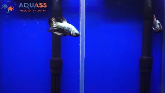 ?Aquass - Петушок Бетта плакат полулунный черный дракон короткохвостый смотреть онлайн