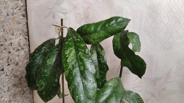Хойя Bahoi Бахой. ❤️😍❤️ смотреть онлайн