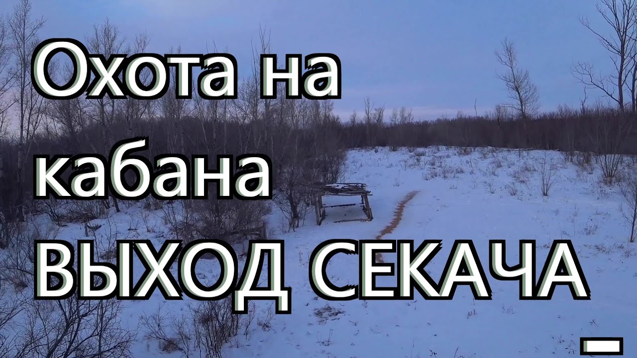 Охота на кабана - Выход секача смотреть онлайн