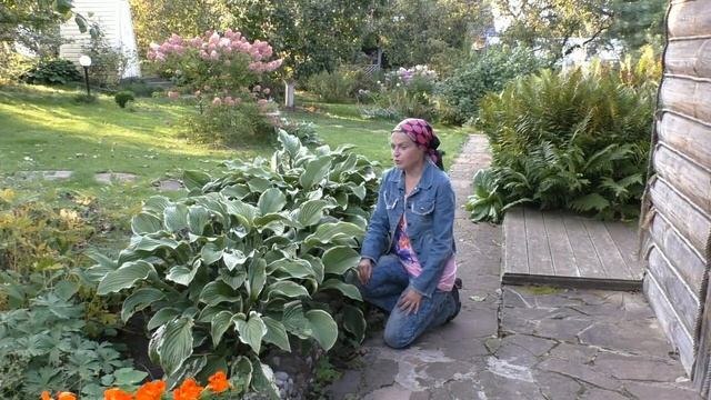 Любуемся цветами до морозов смотреть онлайн