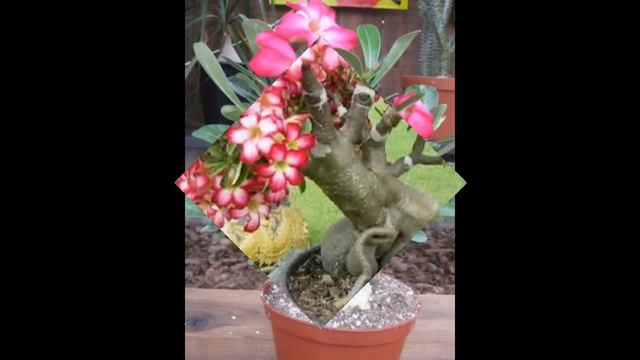 Adenium Obesum смотреть онлайн