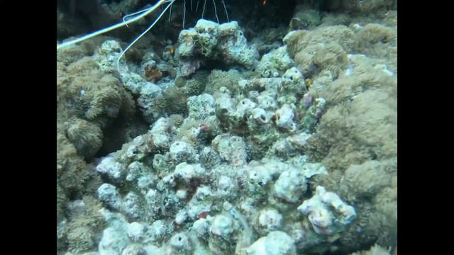 Мальдивы 2021. Рыбалка, дайвинг. смотреть онлайн