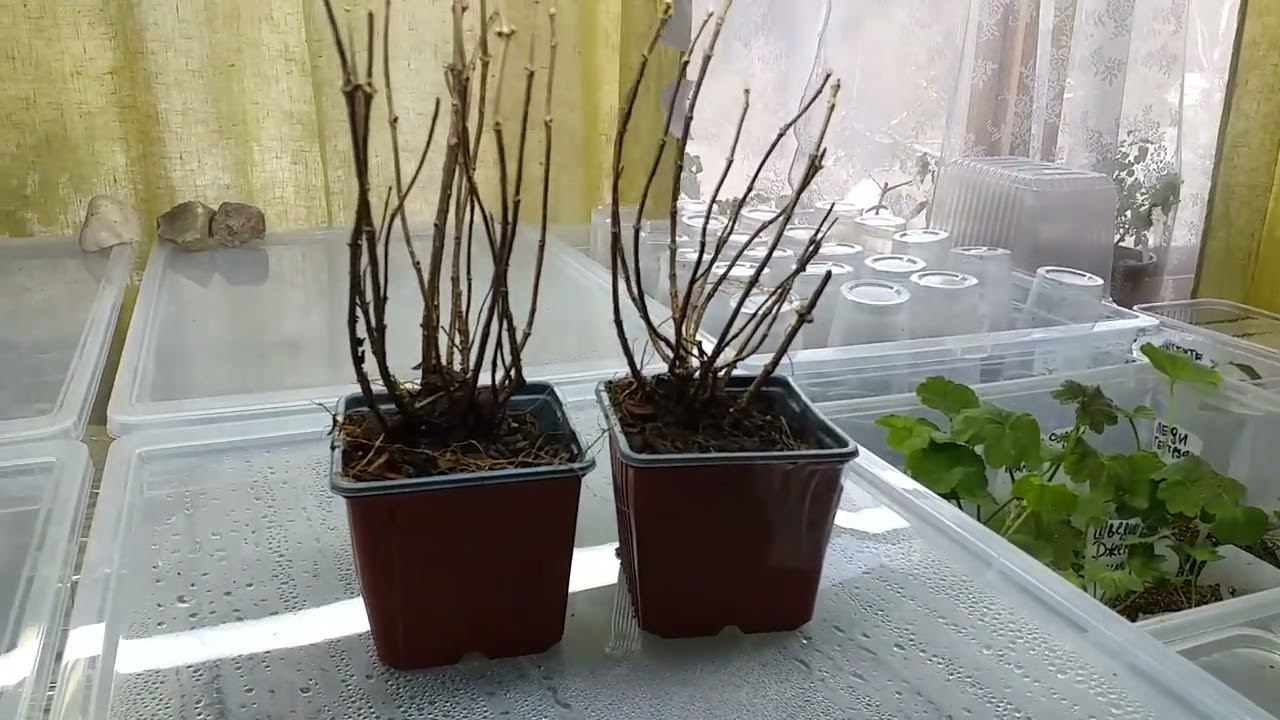 ГОРТЕНЗИЯ ГРАУНДБРЕЙКЕР - новинка! Получила, показываю смотреть онлайн